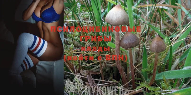 OMG ССЫЛКА  Гдов  Галлюциногенные грибы Psilocybe  дарнет шоп 